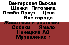 Венгерская Выжла. Щенки. Питомник Лембо Праут. › Цена ­ 35 000 - Все города Животные и растения » Собаки   . Ямало-Ненецкий АО,Муравленко г.